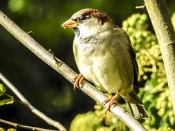 House Sparrow Sperling Bird