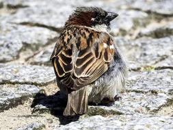 House Sparrow Sperling Bird