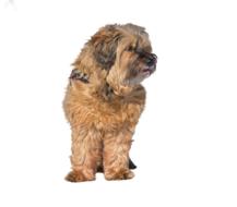 Dog Tibet-Terrier Isolated