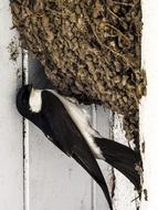 Martin Schwalbe Nest