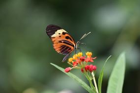 Garden Spring Insect