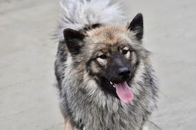 Chien Chienne Eurasier dog