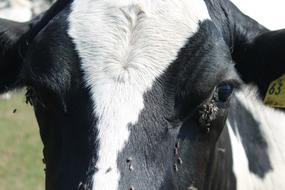insects on Cow on Pasture
