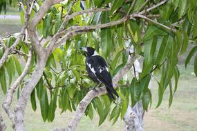 Magpie Bird Australia