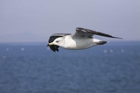 seagull soaring over the sea