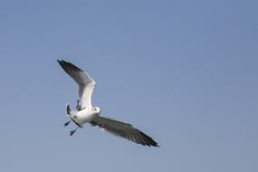 Seagull New Animal