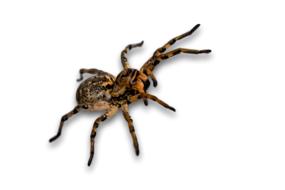 Spider Bug