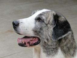 Pet Canine Dog
