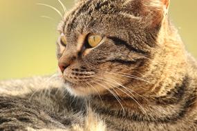 Animal Cat Close Up