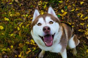 Husky Huskies Dog