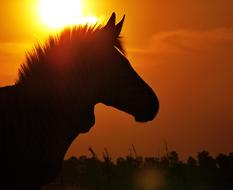 Zebra Hartmann'S Sunset Evening