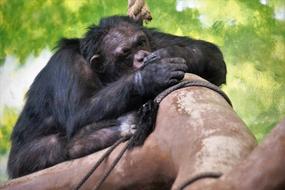 Monkey Sleeping Chimp