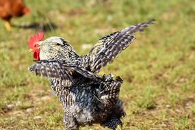 Hahn Rooster Head Crow