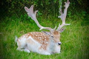 Antlers Buck Wildlife