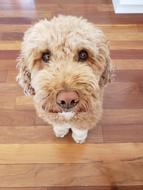 fluffy dog with big eyes