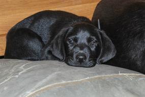 Labrador Black Puppy