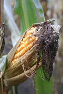 ripe corn in the field