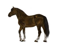 brown horse model