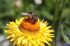 fluffy bumblebee extracts pollen