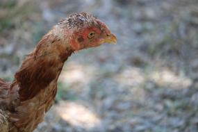 Chicken Chick