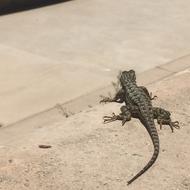 Lizard Dragon Animal