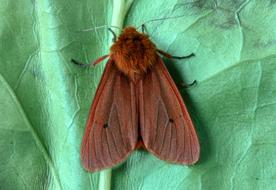 Ruby Tiger Moth Macro