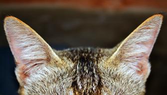 Cat ears Zoom
