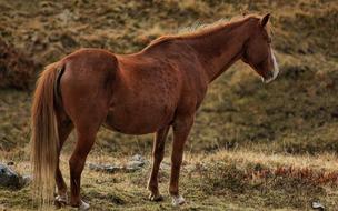 Horse Brown