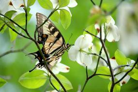 Insect Butterfly Flower