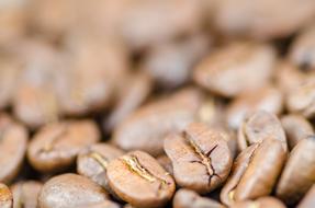 fragrant white coffee beans