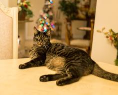 lying cat on the table