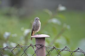 Bird Fence Žltochvost