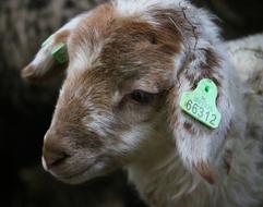 Little Lamb Sheep