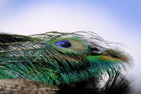 Peacock Feather