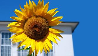 Sunflower Blue Sky House