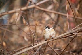Sparrow Bird Nature