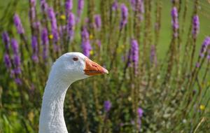 Goose Bird Poultry Water