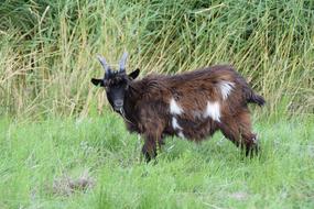 Goat Cattle macro blur