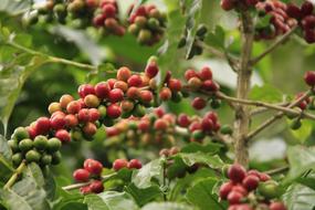 blooming red coffee beans