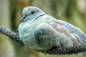 Pigeons Bird Fauna