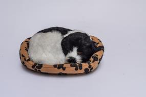 Dog Teddy Cute