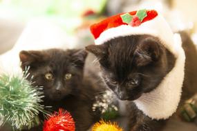 Christmas Cats Kittens