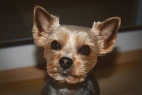 Dog Yorki Yorkshire