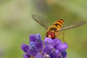 a large insect on a plant