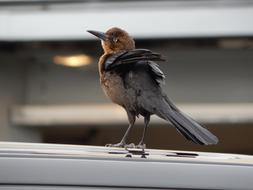 Bird Car City