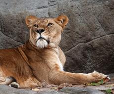 Lioness Lion Predator
