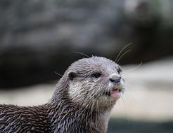 Otter Mammal Rodent