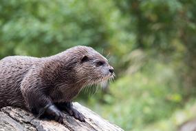 cute otter on a log