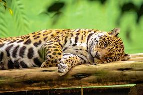 Ounce Animal Mammal