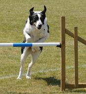 Dog Agility Fitness